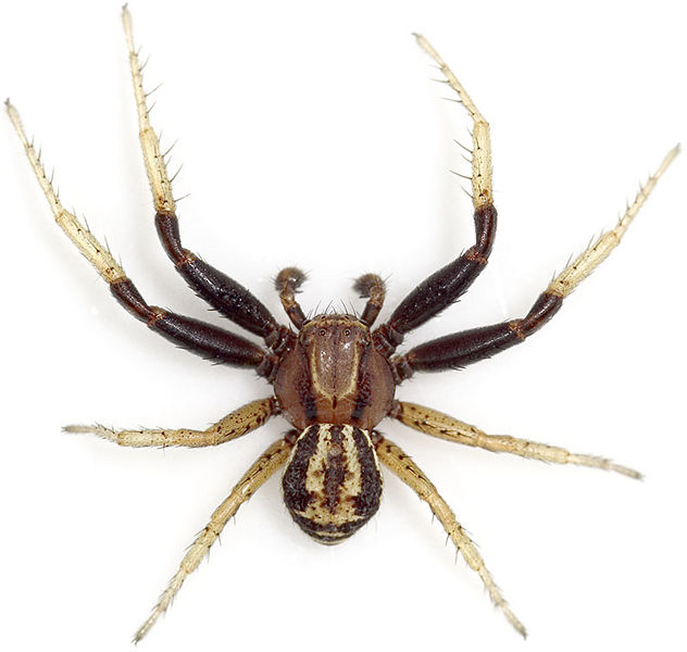 Datei:Erraticus ReinstGrund 08-05 02.jpg