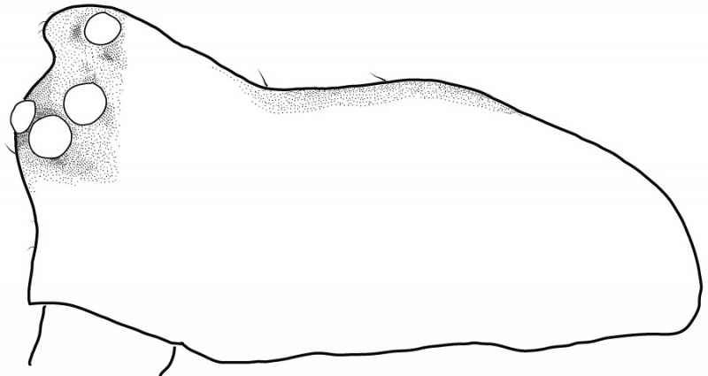 Datei:MetopobactrusProminulusSchenkeliMaleProsomaLateralDrawing.jpg