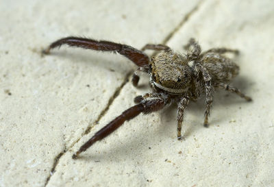 Neaetha-absheronica GR-Igounemitsa 10-05 01.jpg