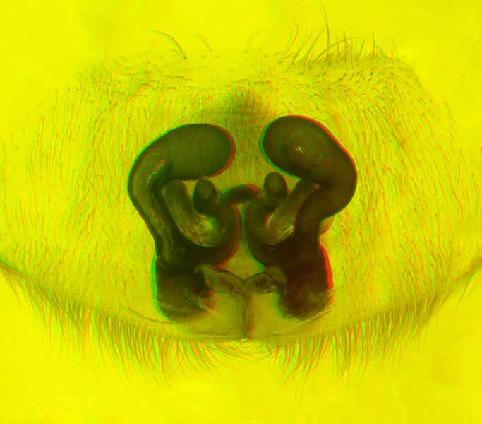 Datei:Scotophaeus-scutulatus Griechenland-Igoumenitsa 10-05 04-Vulva Anaglyph.jpg