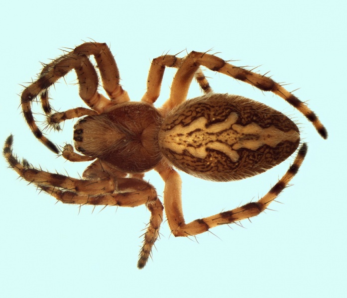 Datei:Aculepeira armida pumila 20150702215756-8e1003c7-me.jpg