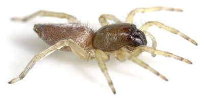 Clubiona-brevipes Balsamine 08-01 01.jpg