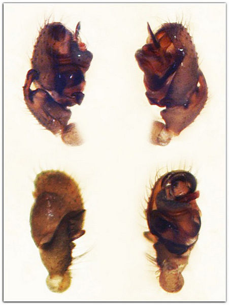 Datei:Entelecara congenera palp MFarlund.jpg