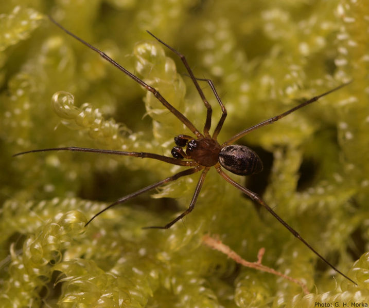 Datei:P1017861 Abiskoa abiskoensis male 800.jpg