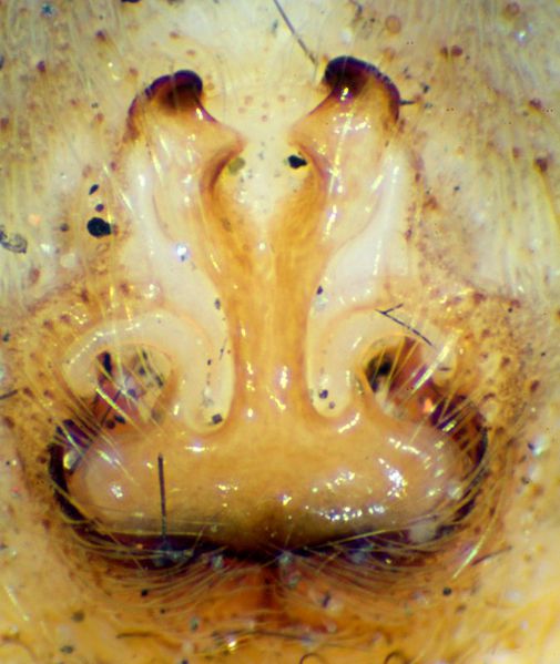 Datei:P mirabilis epigyne-2-800.jpg