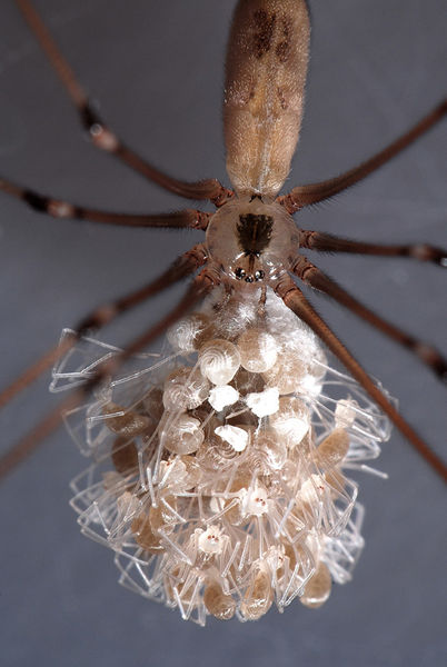 Datei:Pholcus phalangioides w+juv (6).jpg