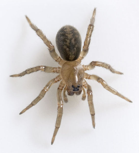 Datei:Arctosa-lutetiana Rothenstein-5135 11-03 04.jpg