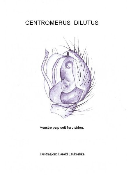Datei:Centromerus dilutus palp HLovbrekke.JPG