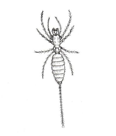 Eukoenenia spelaea vagvoelgyii.jpg