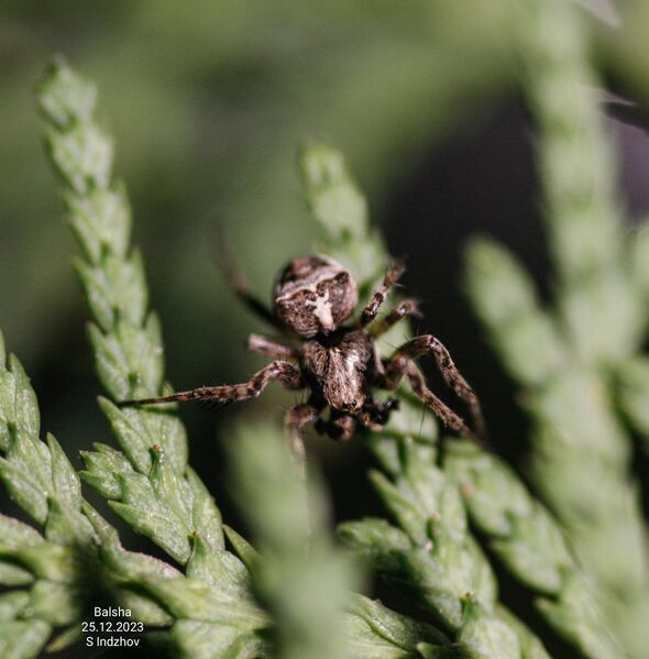 Datei:Gibbaranea ullrichi m Balsha 2.jpg