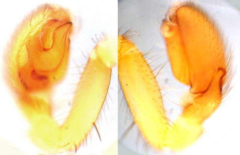 Datei:HaplodrassusSigniferPedipalps.jpg