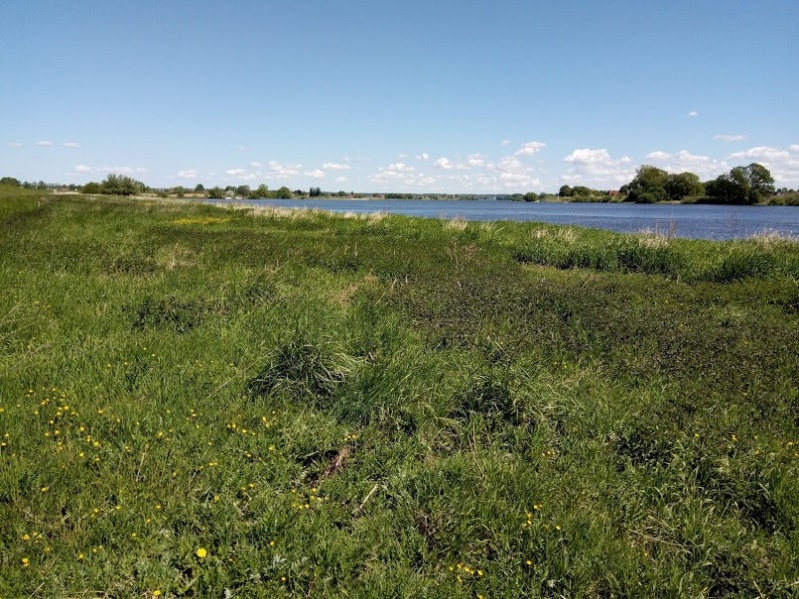Datei:Krautige Ufervegetation Elbe Neuengamme.jpg