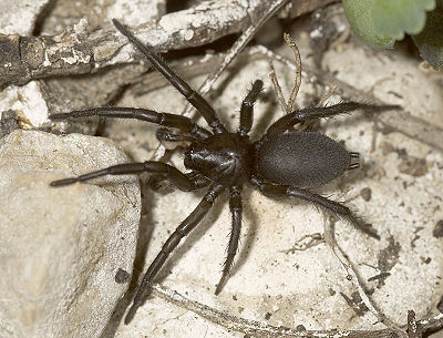 Lugubris Balsamine 09-02 02.jpg