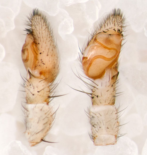 Datei:Pulchellodromus-glaucinus Sardinien-LagoBaratz 13-06 03-Ped.jpg