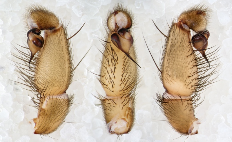 Datei:Brachythele-denieri Bulgarien-Buhovo 17-04 05-Ped.jpg