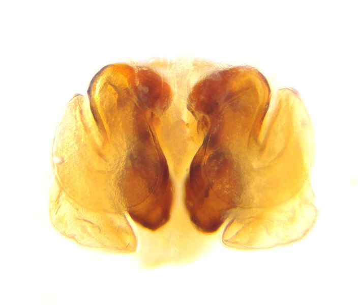 Datei:Episinus maculipes female A2877 PN1991.jpg
