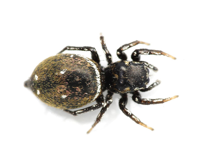 Datei:Heliophanus kochii female A6355 PO6181.jpg