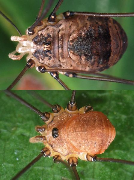 Datei:Leiobunum blackwalli Paar.jpg