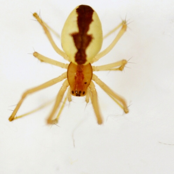 Datei:Linyphia mimonti-fem-IMG 20180519 013429.jpg