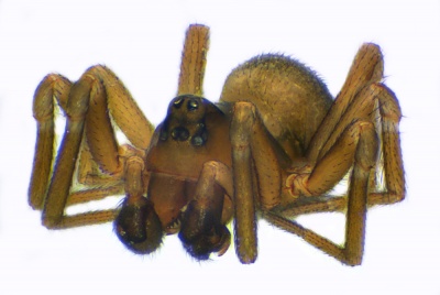 Monocephalus fuscipes male 20111016120204-fe917631.jpg