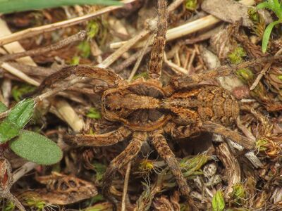 Original etrusca.jpg