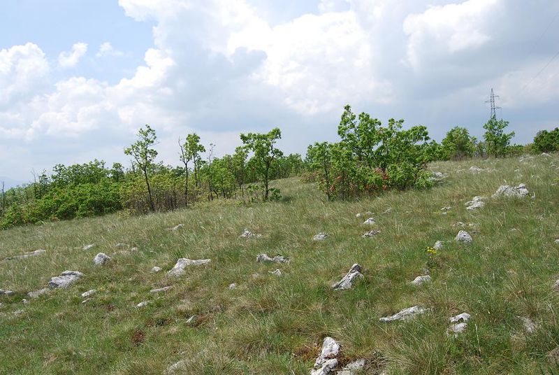 Datei:P. seriatus Habitat.JPG