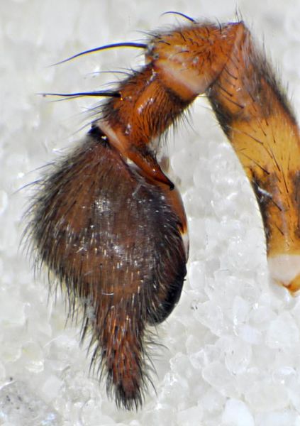 Datei:Pisaura mirabilis pedipalpus left lateral-800.jpg