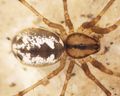 Spider2-IMG 2069.jpg