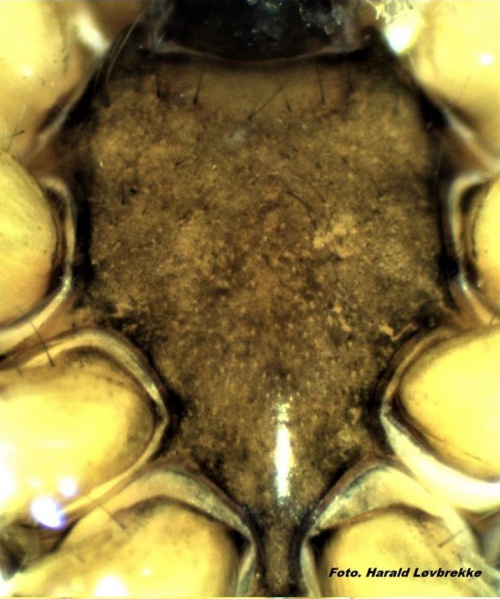 Datei:Tetragnatha montana male sternum HLovbrekke.jpg