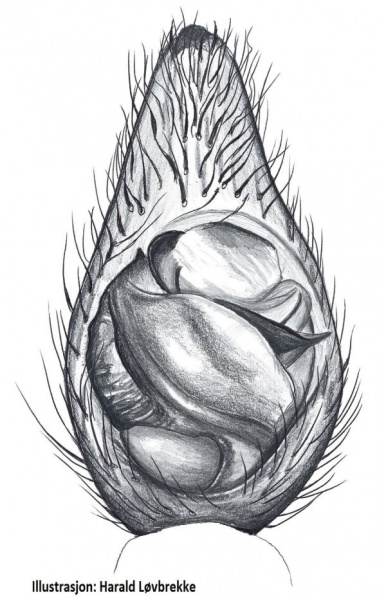 Datei:Trochosa ruricola palp HLovbrekke.jpg