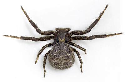 Xysticus-acerbus Ungarn-Buekk 09-05 01.jpg