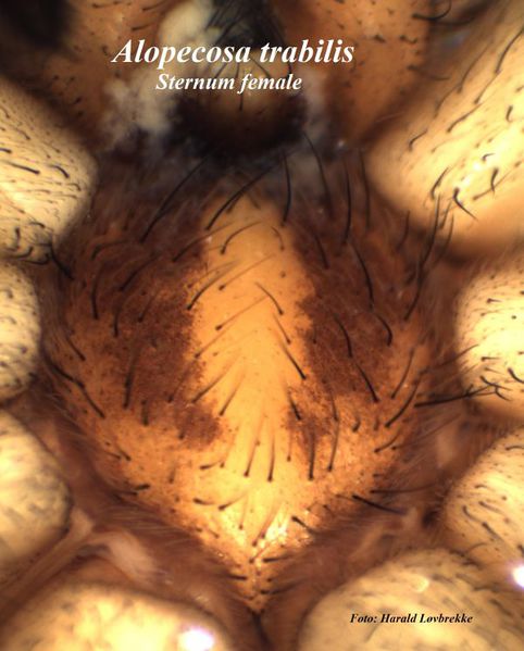 Datei:Alopecosa trabilis female sternum HLovbrekke.jpg