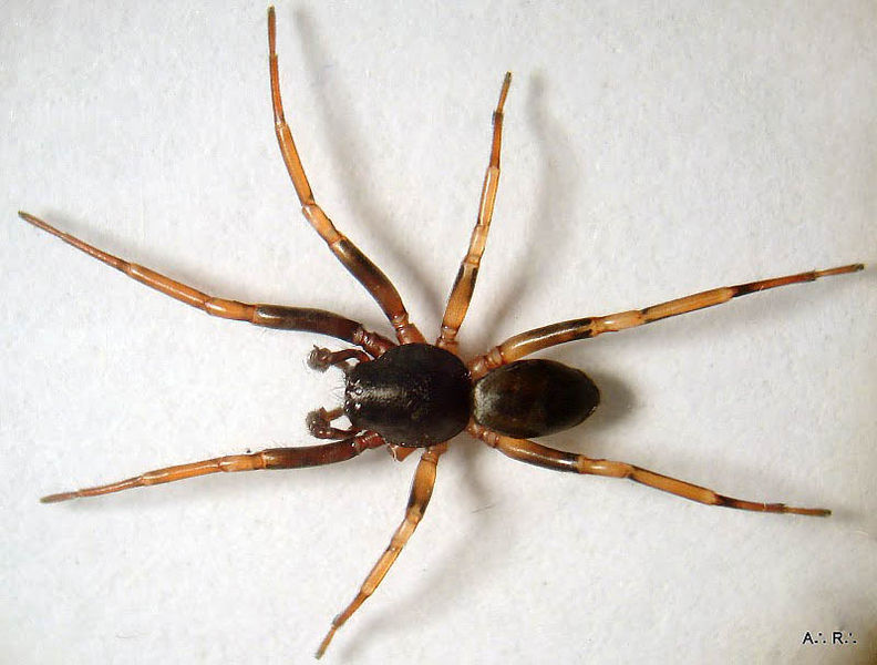 Datei:Cetonana laticeps m.JPG