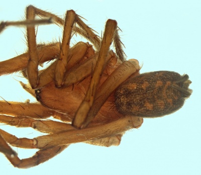 Eratigena montigena male 20170921124346-67303286-me.jpg