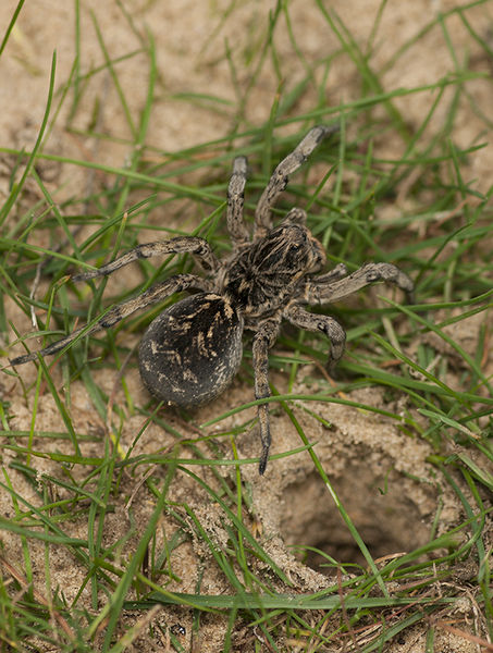 Datei:Geolycosa vultuosa female PS5662.JPG