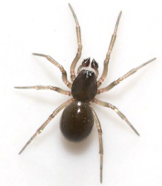 Datei:Gongylidiellum vivum m do TTöpfer.JPG