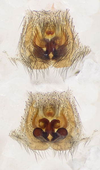 Datei:Lugubris Reinsteadt 08-05 01-Epig-Vulva.jpg