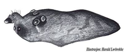 Praestigia pini m prosoma HLovbrekke.jpg