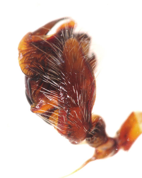 Datei:Araneus angulatus male A4584 PN6065.JPG