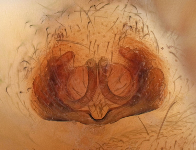 Datei:Clubiona comta.jpg