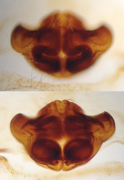 Datei:CyclosaConicaEpigyneVentralDorsal.jpg