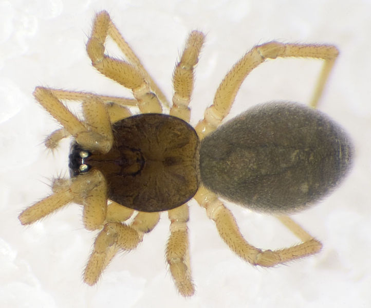 Datei:Diplocephalus-cristatus Hochdach6811 07-09 01.jpg