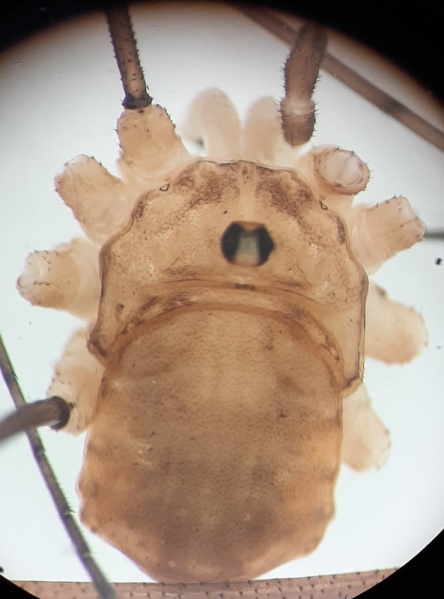 Datei:Leiobunum rumelicum dorsal.jpg