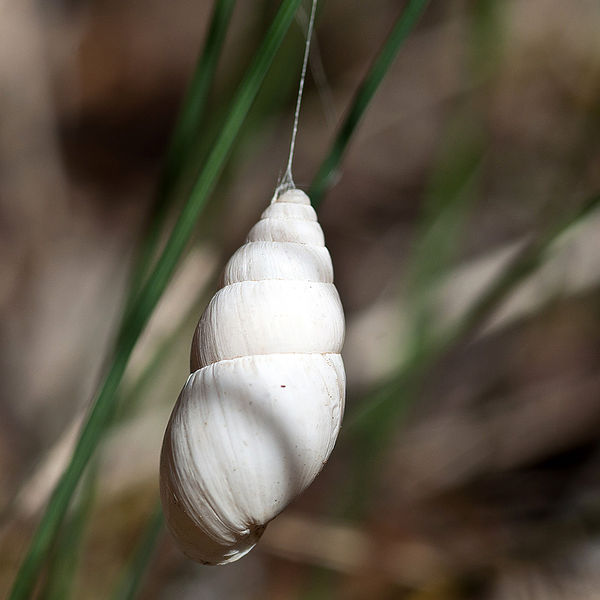 Datei:Pellenes 20110529 0001.jpg