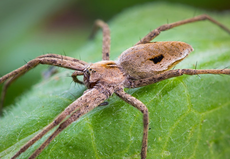 Datei:Pisaura-novicia Bulgarien-Sofia 17-05 03-female.jpg