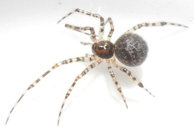 T. melanurum Jonathan 1.jpg