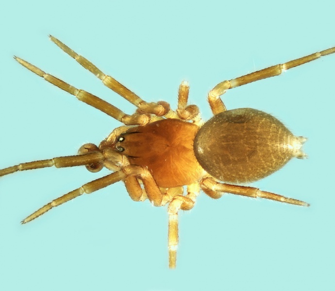 Datei:Tapinocyba affinis pyrenaea male 20171220083851-a7e4d84b-me.jpg