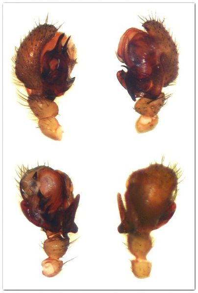 Datei:Centromerus arcanus palp MFarlund.jpg