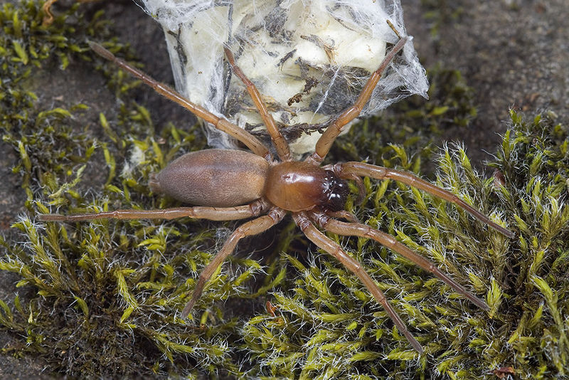 Datei:Drassodex-lesserti Rhoen-Bischofsheim 14-06 02-female.jpg