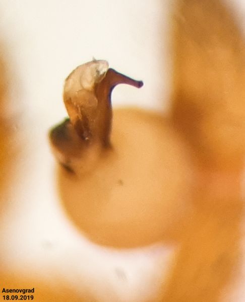 Datei:Harpactea babori apical.jpg